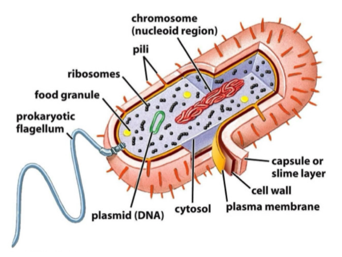 knowt flashcard image