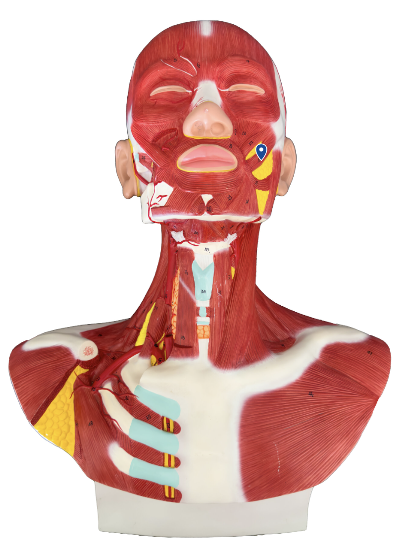 <p>What muscle is the arrow pointing to?</p>