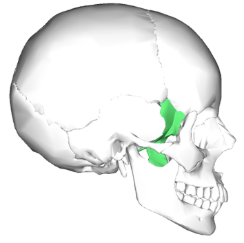 <p>Sphenoid bone</p>