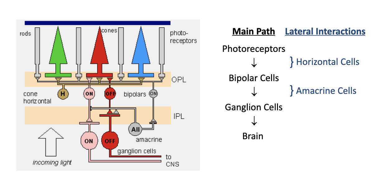 <p>photoreceptors → bipolar cells → ganglion cells → brain</p><p>(modulated lateral interactions with horizontal and amacrine cells as well)</p>