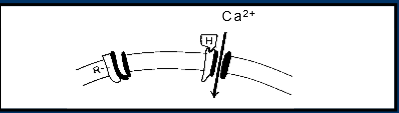 <p>Ca entry from extracellular fluid </p>