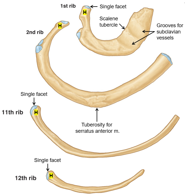 <p><strong>Rib 1</strong> – Short, broad, with <strong>one facet</strong> on its head and grooves for subclavian vessels.</p><p><strong>Rib 2</strong> – Has <strong>two facets</strong> on its head and a rough area for <strong>serratus anterior</strong> attachment.</p><p><strong>Ribs 10-12</strong> – Have <strong>one facet</strong> on their heads; <strong>ribs 11 and 12</strong> are short with <strong>no neck or tubercle</strong>.</p>