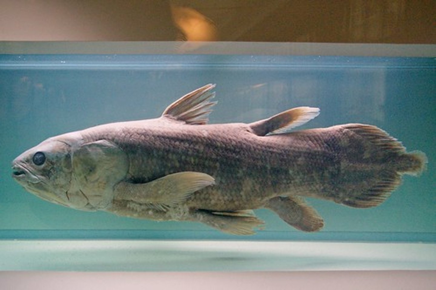 <p>-Lungs (respiratory organs derived evolutionarily from swim bladder) ; initially unpaired with subsequent evolution of paired lungs.</p>