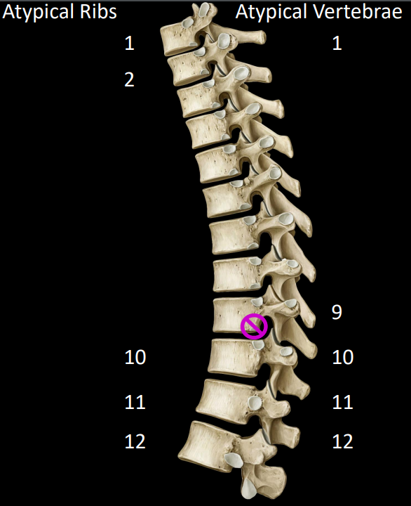 <p><strong>ribs:</strong> 1, 2, 10, 11, 12</p><p><strong>vertebrae:</strong> 1, 9, 10, 11, 12</p>