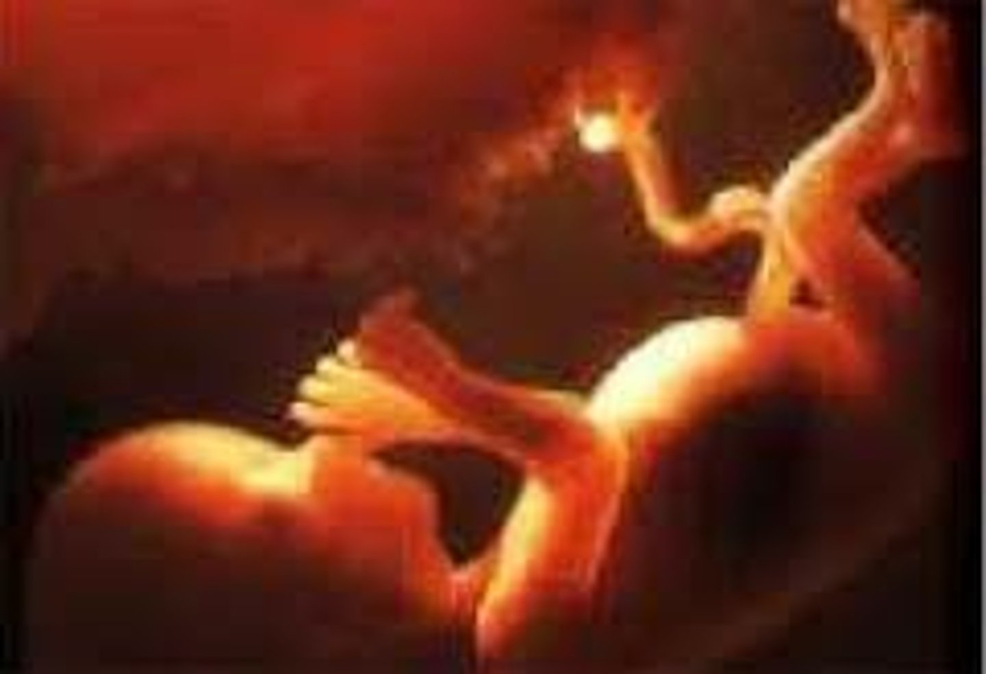 <p>the developing human organism from 9 weeks after conception to birth.</p>