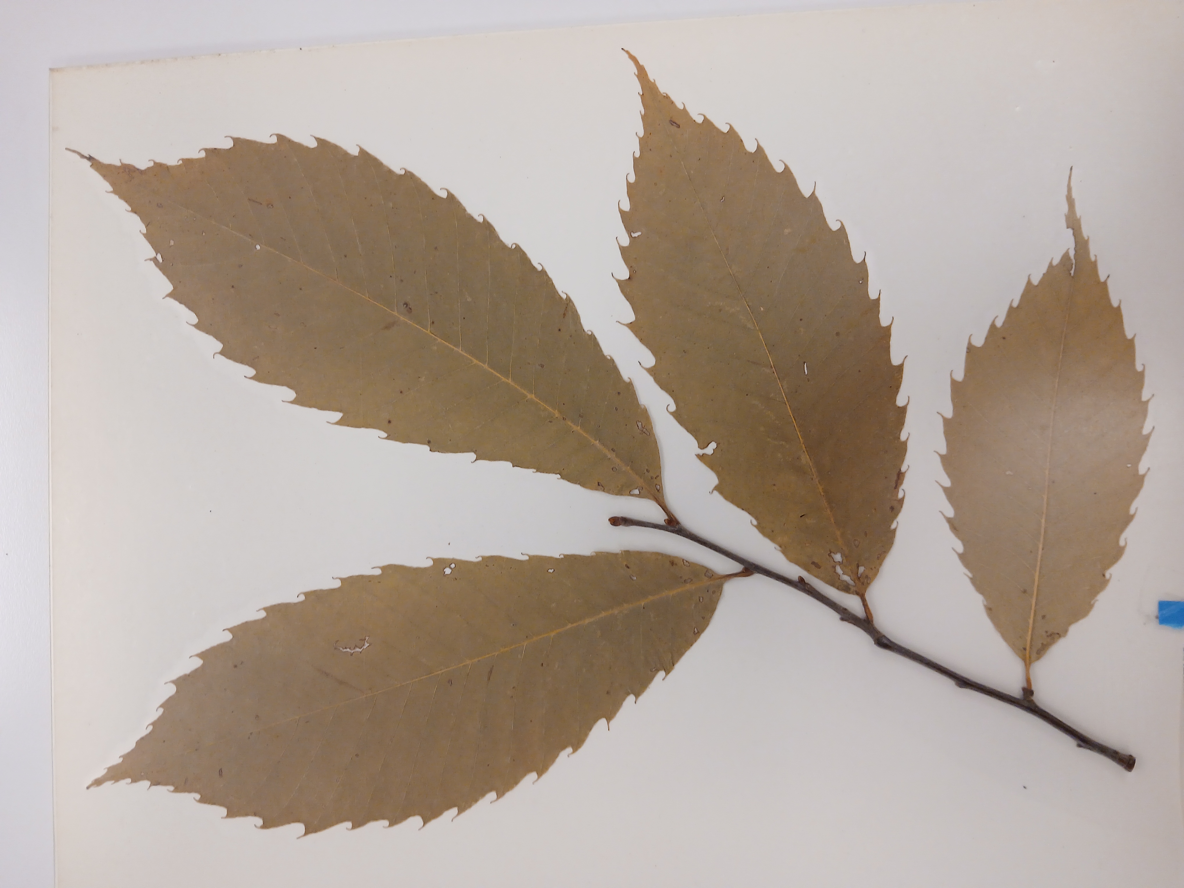 <p><em>Genus & specific epithet</em></p>