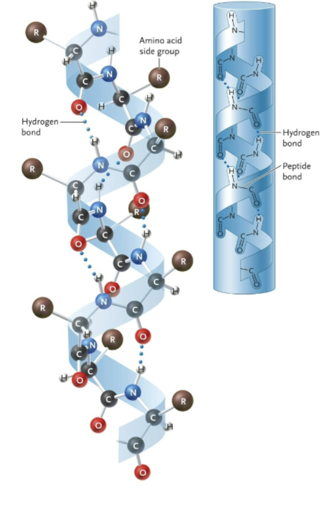 <p>Name this structure</p>