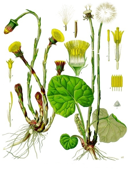 <p><em>Asteraceae</em></p><p><em>Tussilago farfara -</em> podběl lékařský</p>