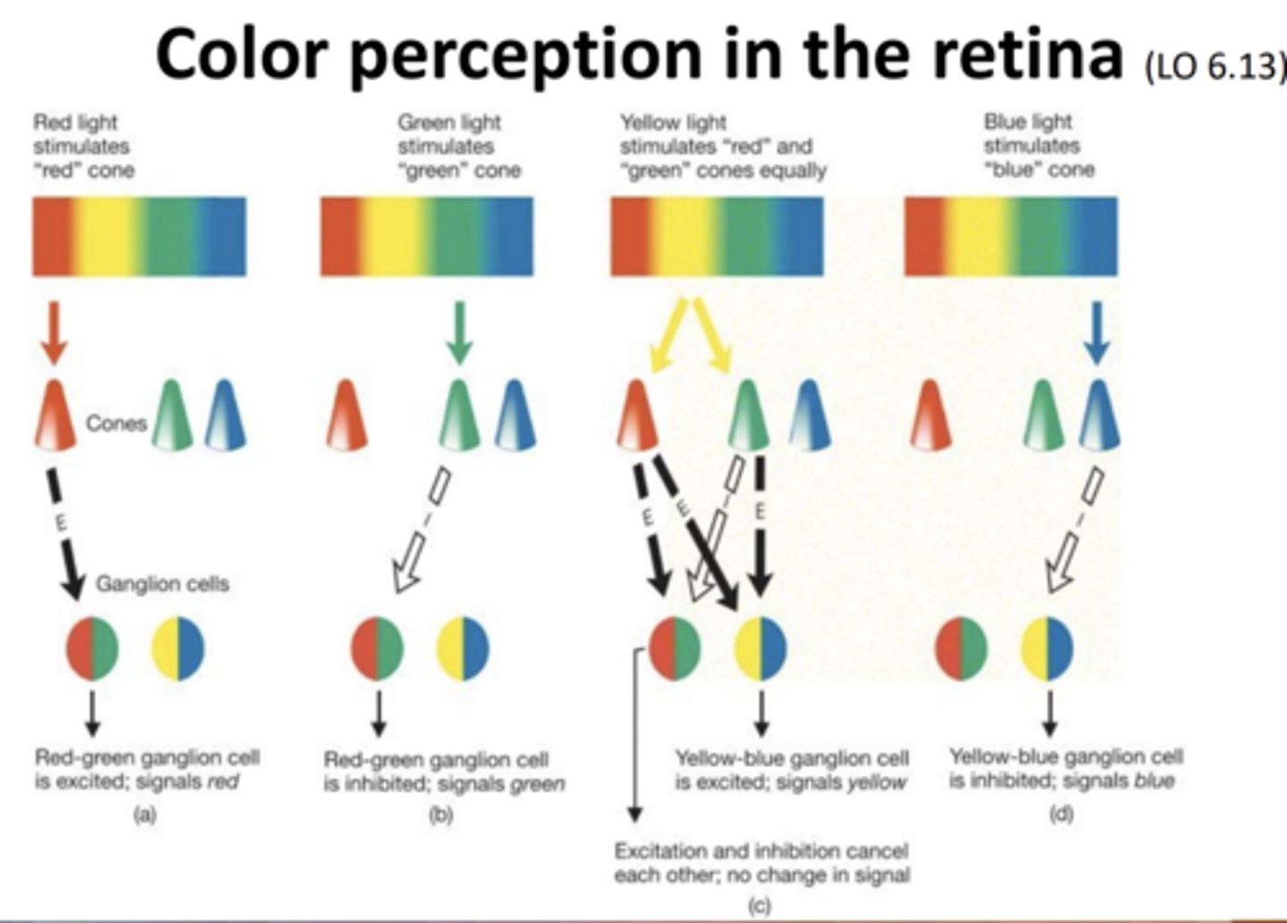<p>The retina contains three types of cone photoreceptors: those sensitive to short (blue), medium (green), and long (red) wavelengths of light. Ganglion cells don't simply respond to the presence of one color. Instead, they are excited by one color within a pair and inhibited by its complementary color. A cell might be excited by red and inhibited by green, or excited by blue and inhibited by yellow.</p>