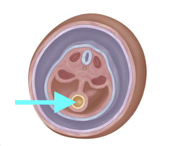 <p>What structure is shown?</p>
