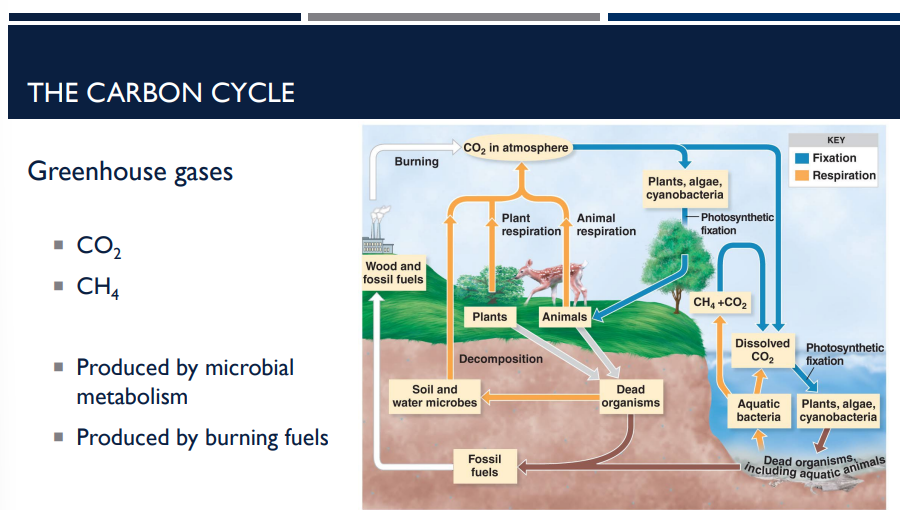 <p>What are the two major greenhouse gases? How are they produced?</p>