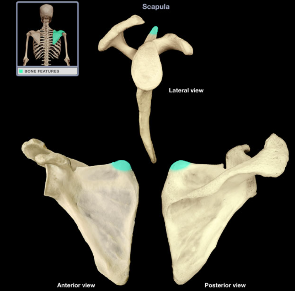 <p>Superior angle of scapula</p>