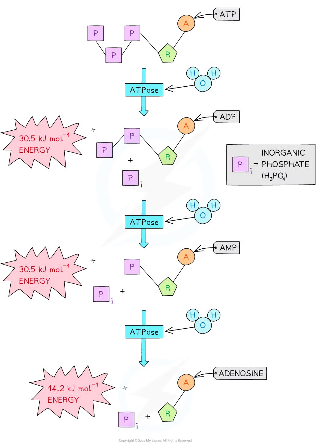 <ul><li><p>one phosphate group from ATP releases approximately 30.5 kJ mol <sup>-1</sup> of energy, forming ADP</p></li></ul><ul><li><p>second phosphate group from ADP also releases approximately 30.5 kJ mol<sup>-1</sup> of energy, forming AMP</p></li><li><p>third and final phosphate group from AMP releases 14.2 kJ mol<sup>-1</sup> of energy, forming adenosine</p></li></ul><p></p>
