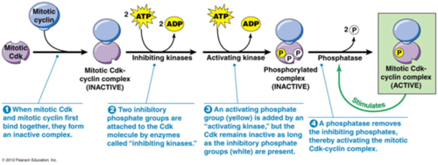 <p>1. Cdk's moeten een cycline gebonden hebben om actief te worden</p><p>2. bijkomende regelering van Cdks door fosforylering en defosforylering.</p><p>3. Het wordt geregeld door p21: een Cdk inhibitor (zie kaartje 43)</p><p>Je krijgt 3 fosforyleringen</p><p>2 door een kinase dat inhibitie geeft</p><p>1 door een activerend kinase</p><p>->effect van die 2 soorten in verschillend</p><p>Om een actief kinase te hebben moeten de gele fosfaten gedefosforyleerd zijn door een fosfatase</p><p>Het actief molecule heeft een positieve feedbackloop, het zorgt voor meer defosforylatie</p><p>->plotse stijging in Cdk activiteit</p><p>Bv. MPF (mitotisch cycline-Cdk1)</p><p>•Enkele actieve moleculen cycline B –Cdk1 kunnen alle cycline B-Cdk1 complexen activeren</p>