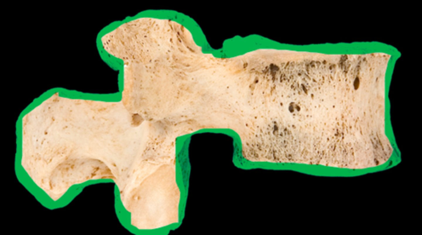 <p>name the individual vertebrae</p>