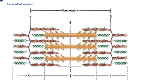 This sarcomere depicts relaxed muscle. Which number identifies the M line?