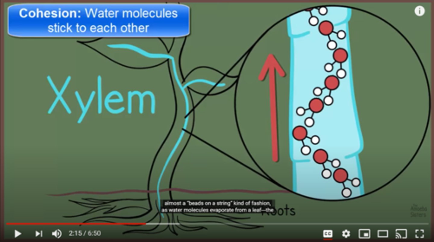 <p>Explain transpiration and how this is an example of capillary action.</p>