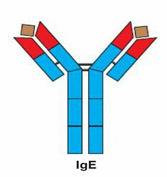 <ul><li><p>monomer</p></li><li><p>binds to receptor on mast cells and basophils</p></li><li><p>triggers degranulation and histamine release</p></li><li><p>allergy</p><p></p></li></ul><p></p>