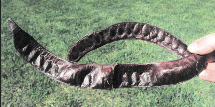 <p>pod, long, twisted, shaky seeds</p>