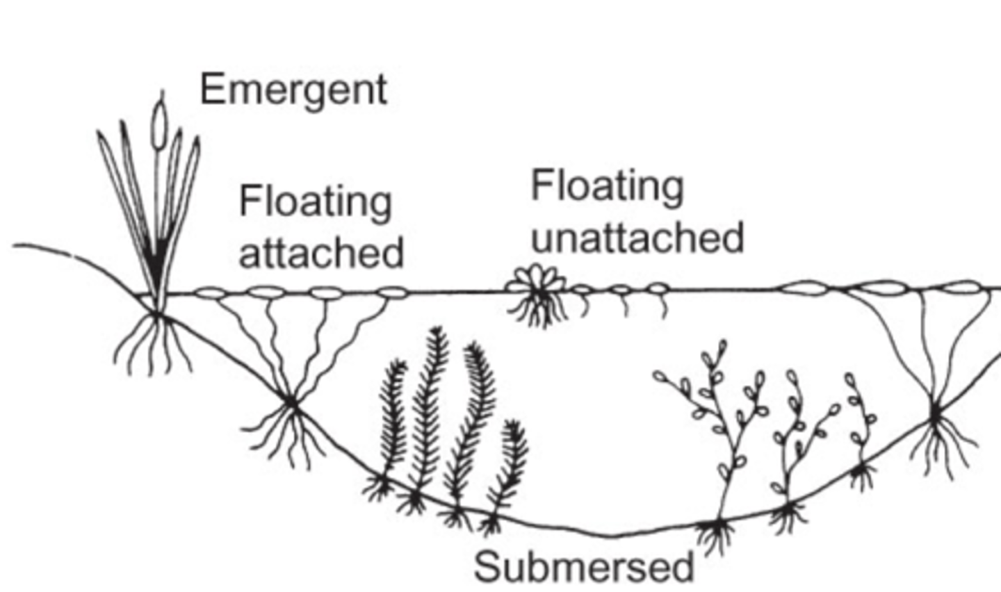 <p>A rooted or floating aquatic vascular plant.</p><p>- The invasive Curly pondweed</p><p>- Many fishes use macrophytes as cover, either to hide from predators, or to ambush prey.</p>
