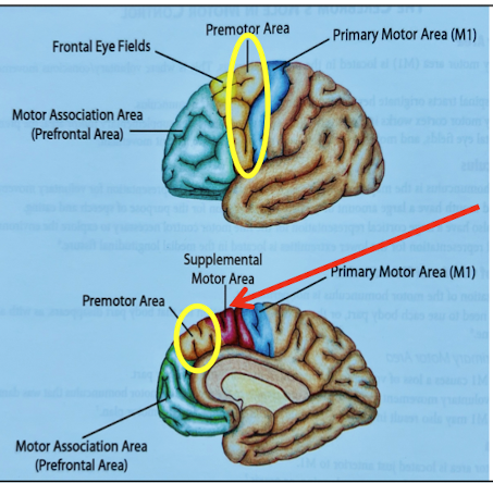 <p>Area 6; Anterior to M1 on the <strong><u>lateral</u></strong> aspect of the hemisphere. </p>