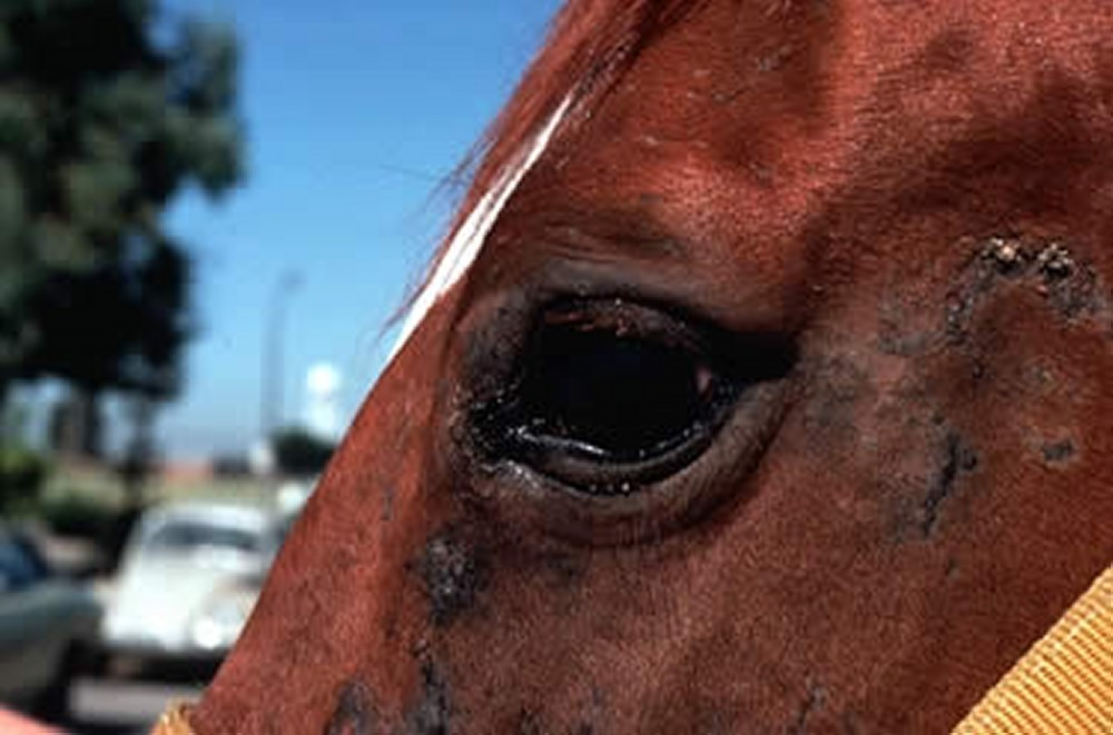 <p>Alopecia, crusts, lameness, oedema, keratoconjunctivitis.</p>