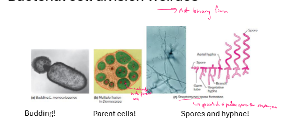<ul><li><p>binary fission (main way)</p></li><li><p>budding</p></li><li><p>parent cells</p></li><li><p>spores and hyphae</p></li></ul><p></p>
