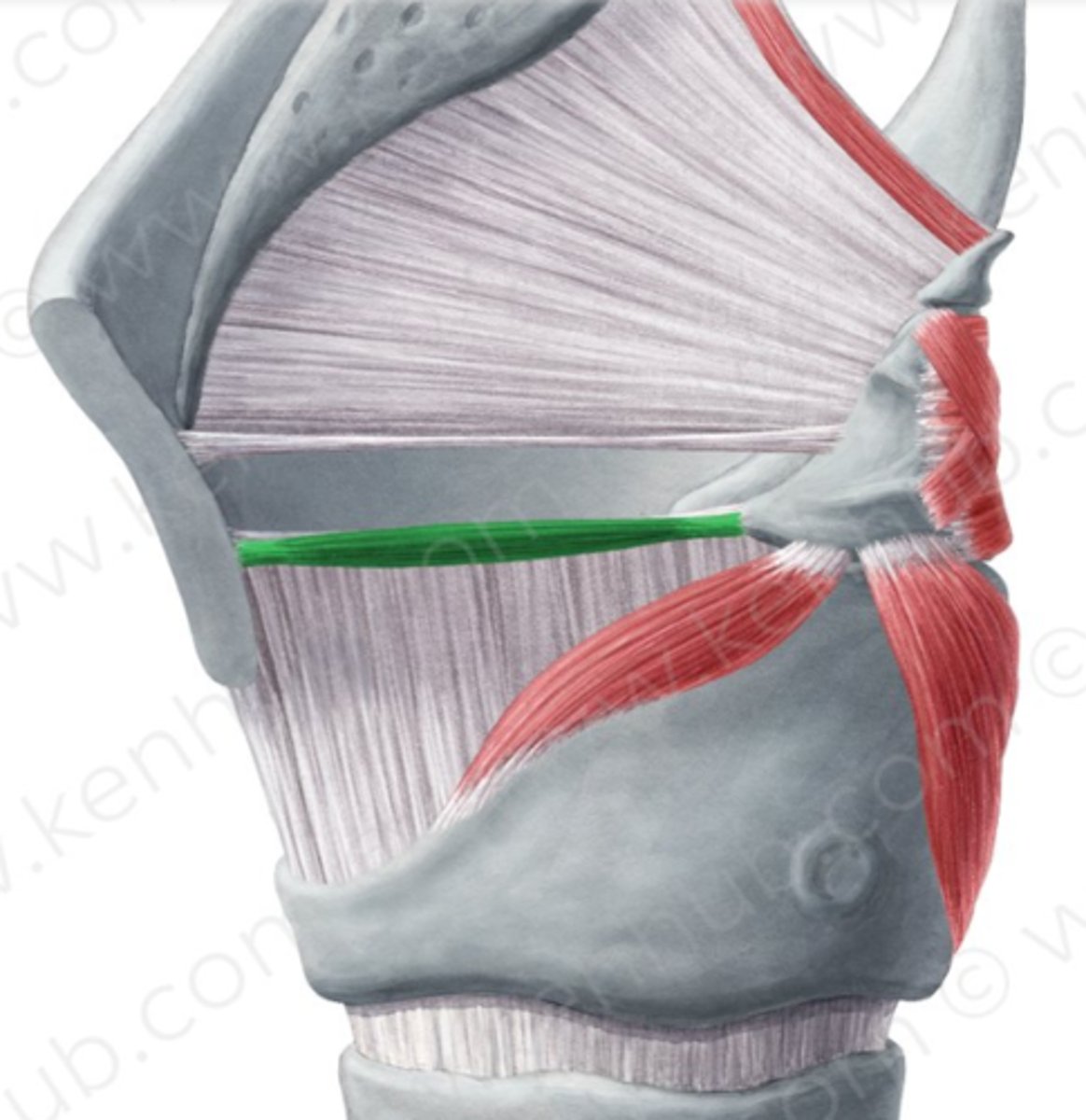 <p>bevindt zich in de stembanden en draagt bij aan productie van stemgeluid</p>