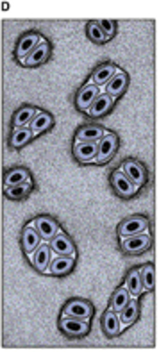<p>Multiplication of cartilage cells gives rise to isogenous groups, each surrounded by a condensation of territorial (capsular) matrix</p>