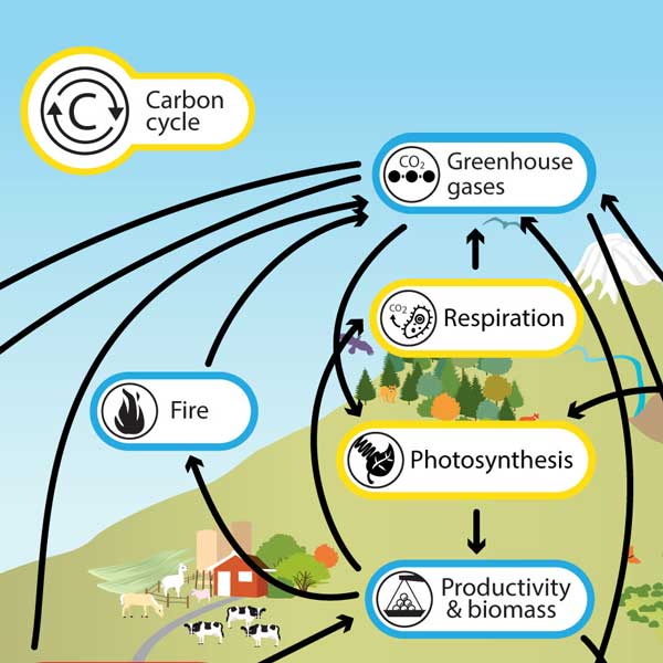 <ul><li><p>photosynthesis</p><ul><li><p>sunlight is used to transform carbon dioxide into energy</p></li></ul></li><li><p>ocean</p></li></ul>