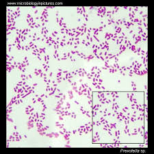 <p>Microscopic morphology </p>
