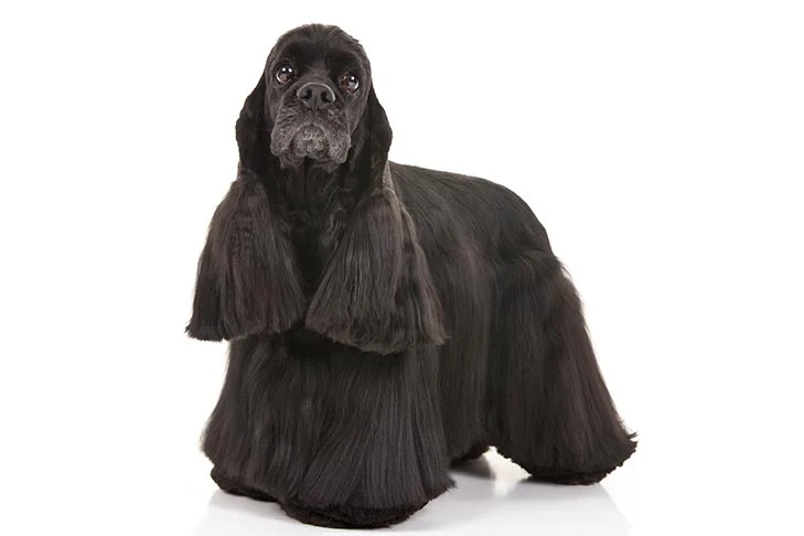 what dog breed is this 