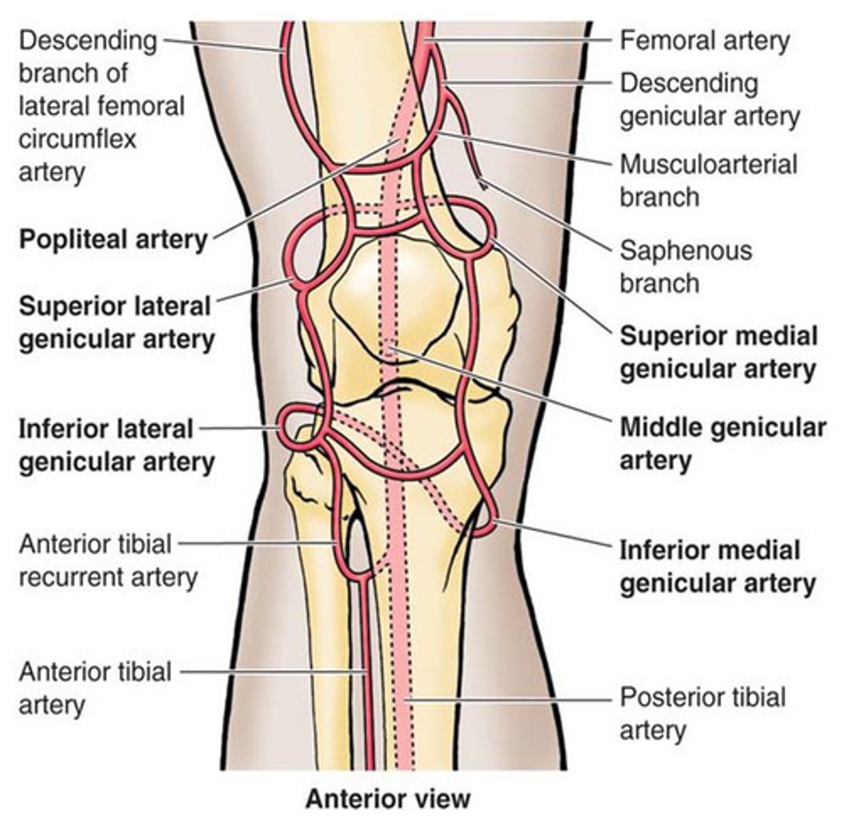 <p>Genicular branches of the femoral and popliteal arteries to form a genicular popliteal anastomosis around the knee</p>