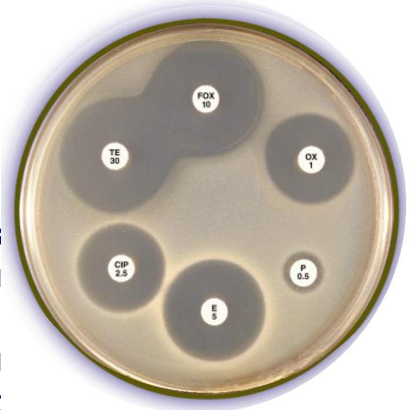 <p>Sensitivity Testing - Disc agar infusion method&nbsp;</p>