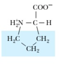 <p>Proline</p>