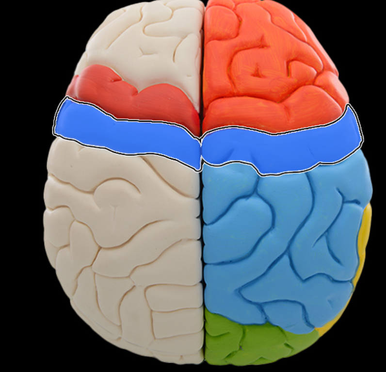 <p>Postcentral gyrus</p>