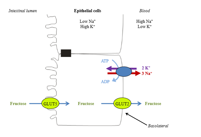 <p>- Enter cell via facilitated carrier GLUT5</p><p>- At basolateral surface, leave via facilitated carrier GLUT2</p><p>- Enters blood</p><p></p>