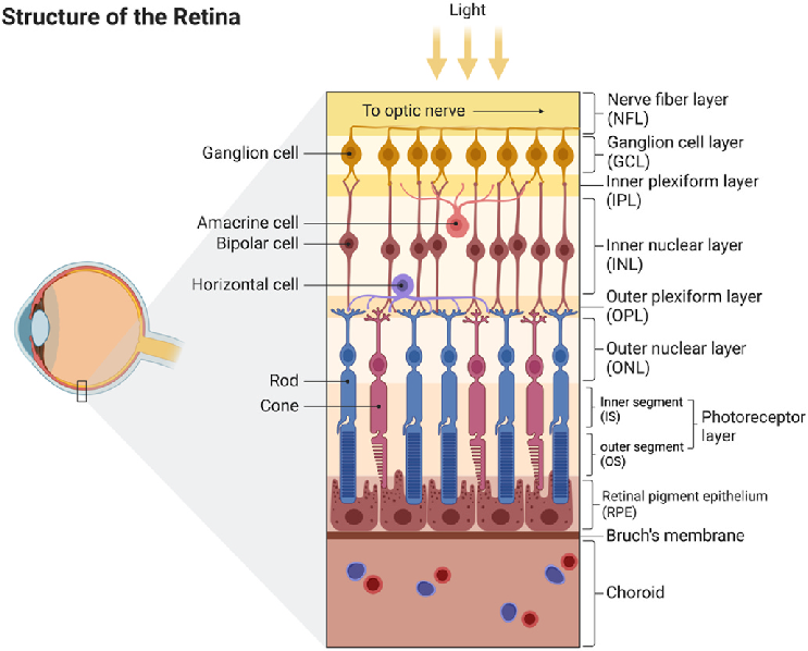 <ul><li><p>Ganglion cells</p></li><li><p>Interneurons (amacrine cells, bipolar cells, horizontal cells)</p></li><li><p>Photoreceptors (rods &amp; cods)</p></li></ul><p>The retina is organized INSIDE OUT (photoreceptors are all the way in the back of the retina when they need to process the light first).</p>