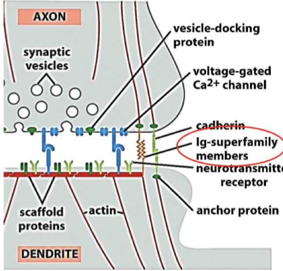 <p>NCAM = <strong>Neuron cell adhesion molecule</strong>. En immunoglobulin som krävs i synapsen för att skapa en stabil kontakt mellan dendrit och axon. Här finns även cadheriner.</p>