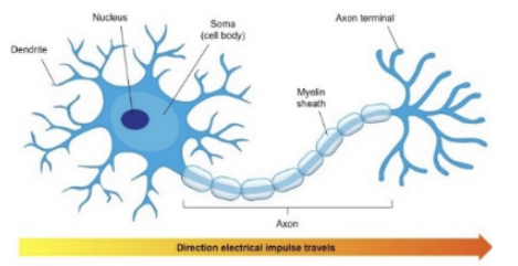 <p>basic cell of the nervous system</p>