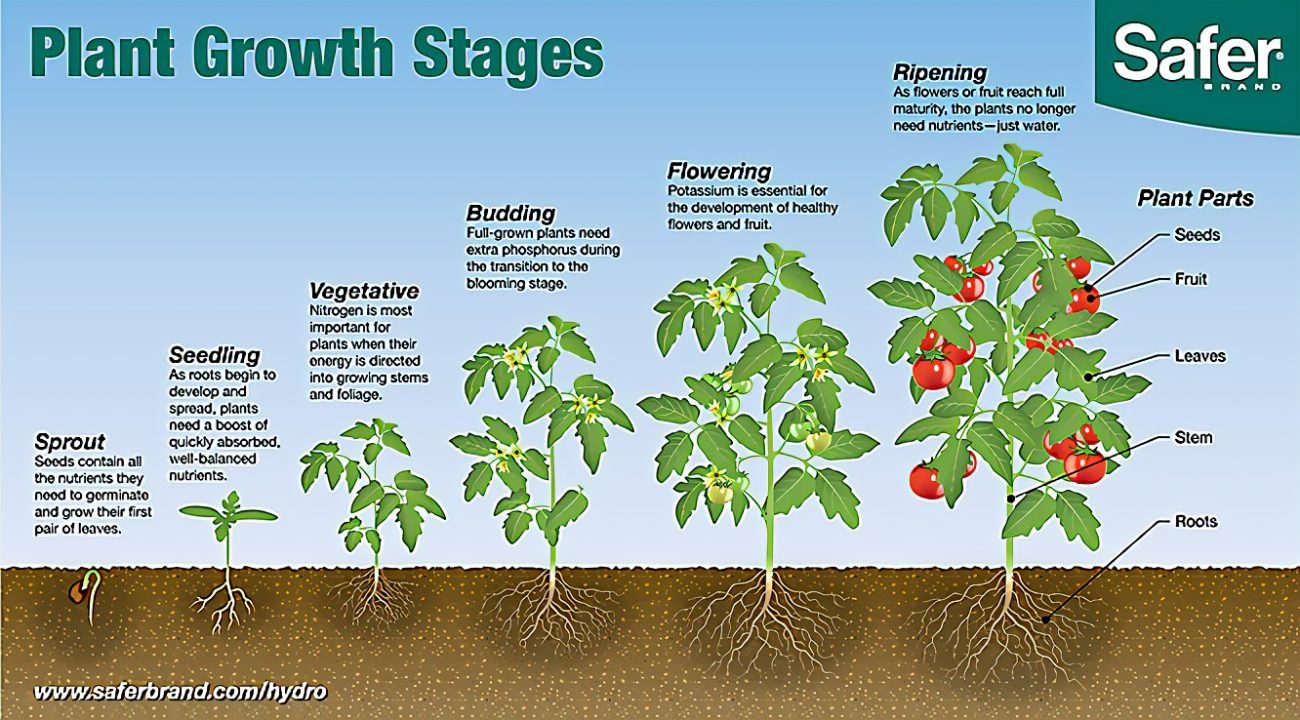 <p>Vegetative stage</p>
