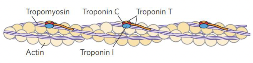 <p>what structure is this </p>