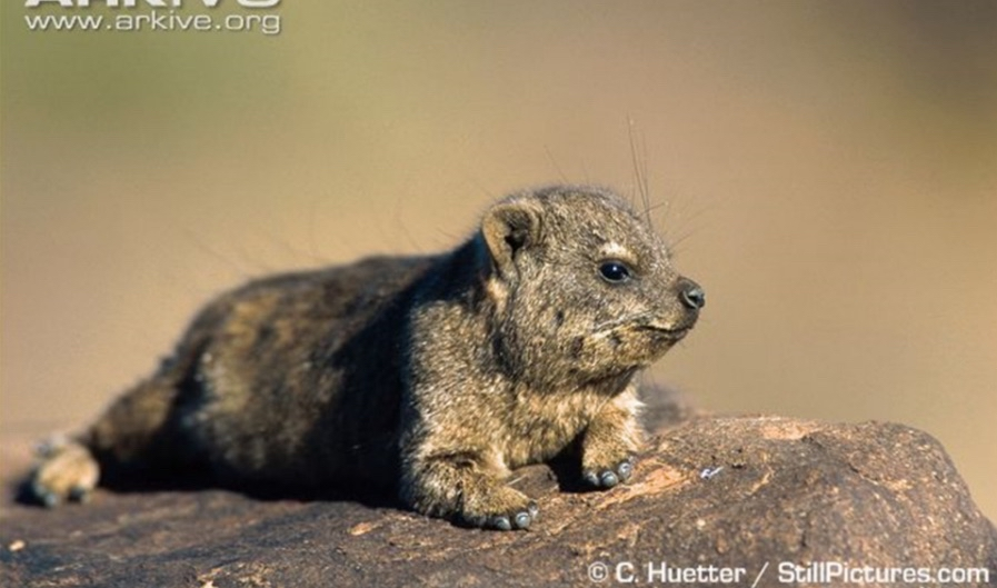 <p>hyraxes</p>
