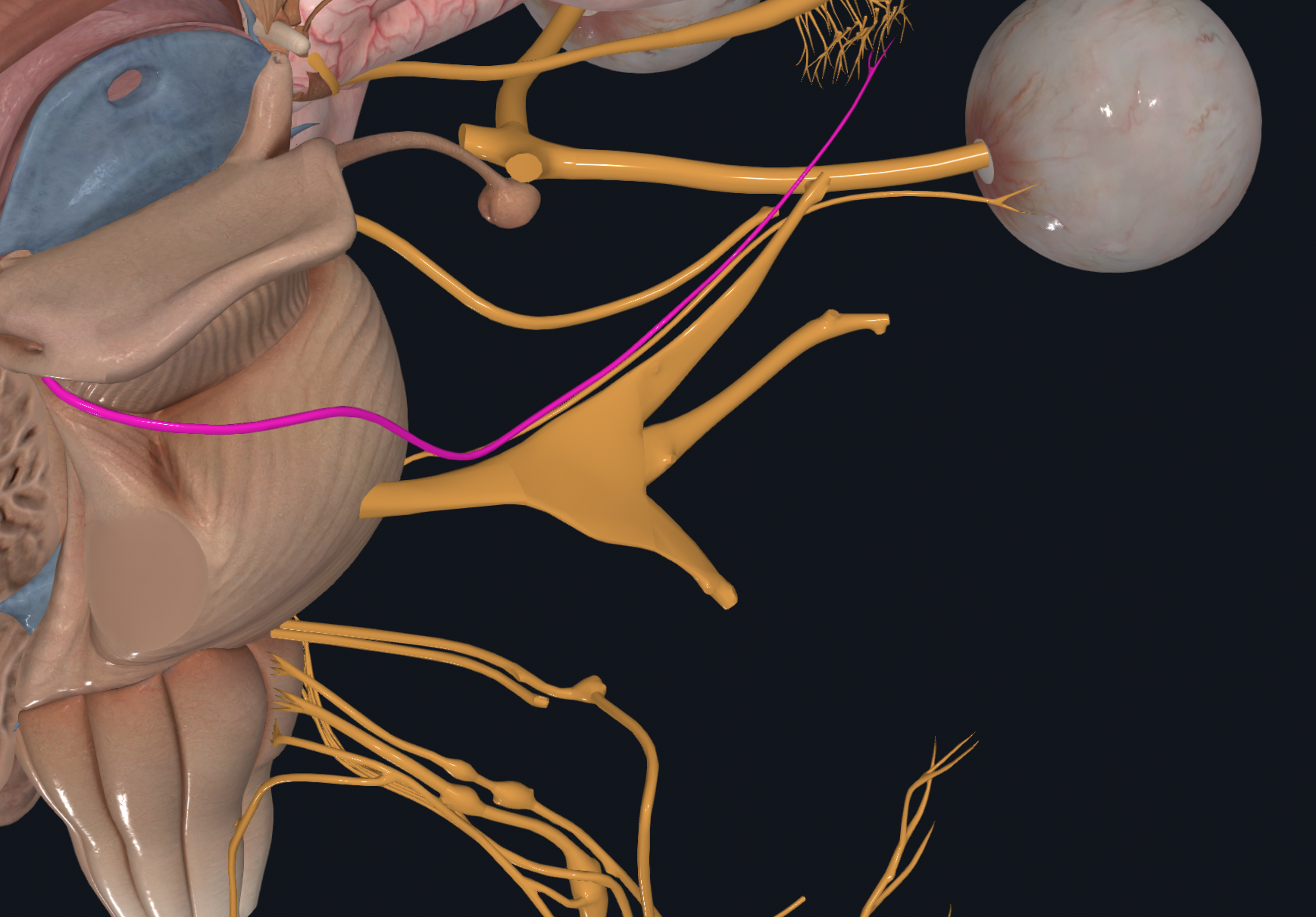 <p>Eyeball Movement</p><p>Proprioception</p>