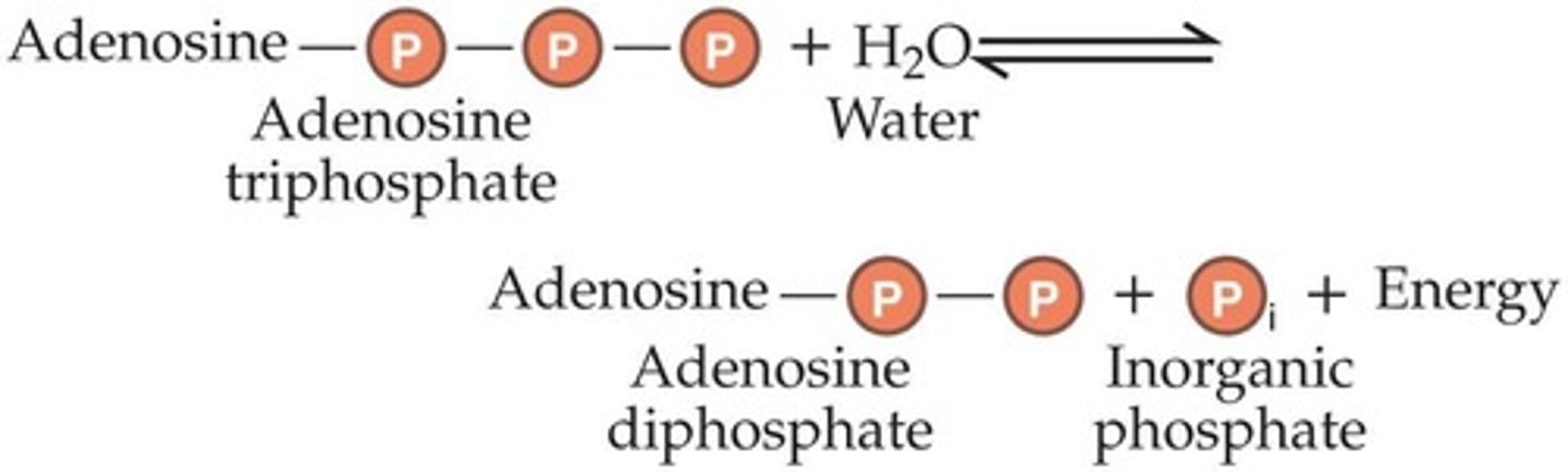 <p>The principal energy-carrying molecule of all cells, storing energy in high-energy bonds.</p>