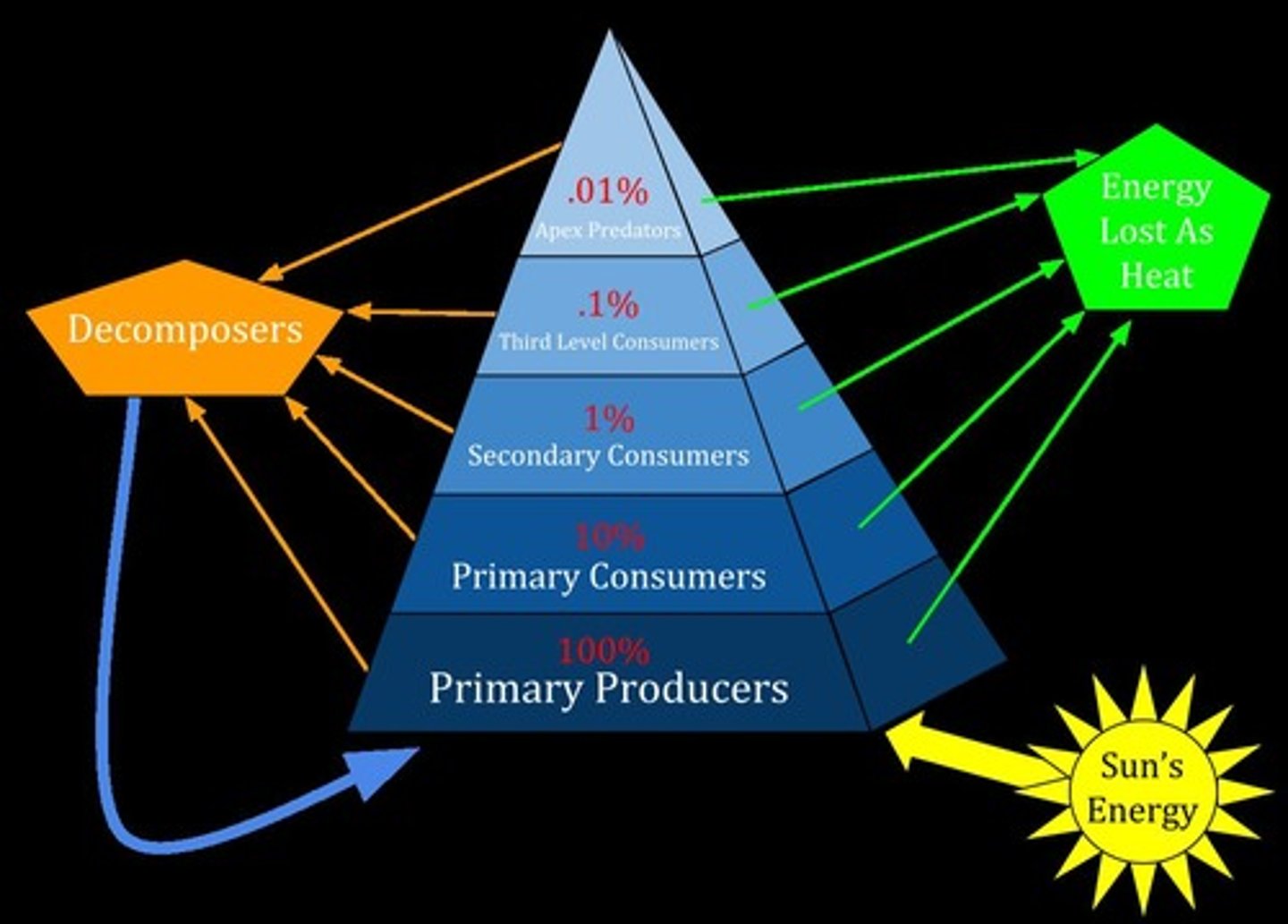 <p>Representation of energy flow in ecosystems.</p>