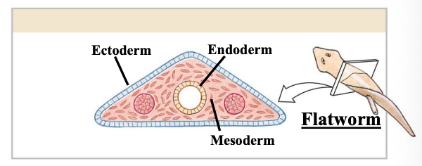 <p>no true coelem (i.e. no body cavity); region between gut and ectoderm occupied by parenchyma/mesoderm; e.g. flatworm</p>
