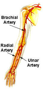 <p>a system that helps manage the pH of the body to maintain it at a normal level</p>