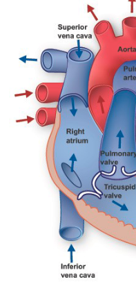 <p>vein that carries deoxygenated blood from the body back to the right atrium</p>