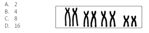  **Q.** How many chromosomes are shown?